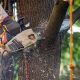elagage-arbre-95 Élagage d'un arbre par un professionnel dans le Val-d'Oise (95)