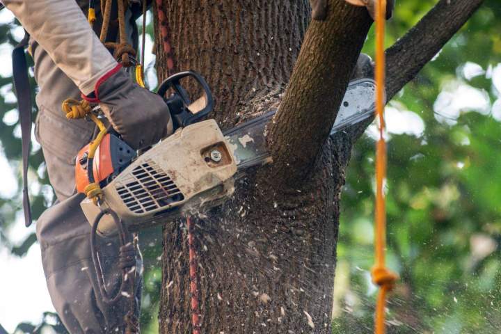 Élagage d'un arbre par un professionnel dans le Val-d'Oise (95)