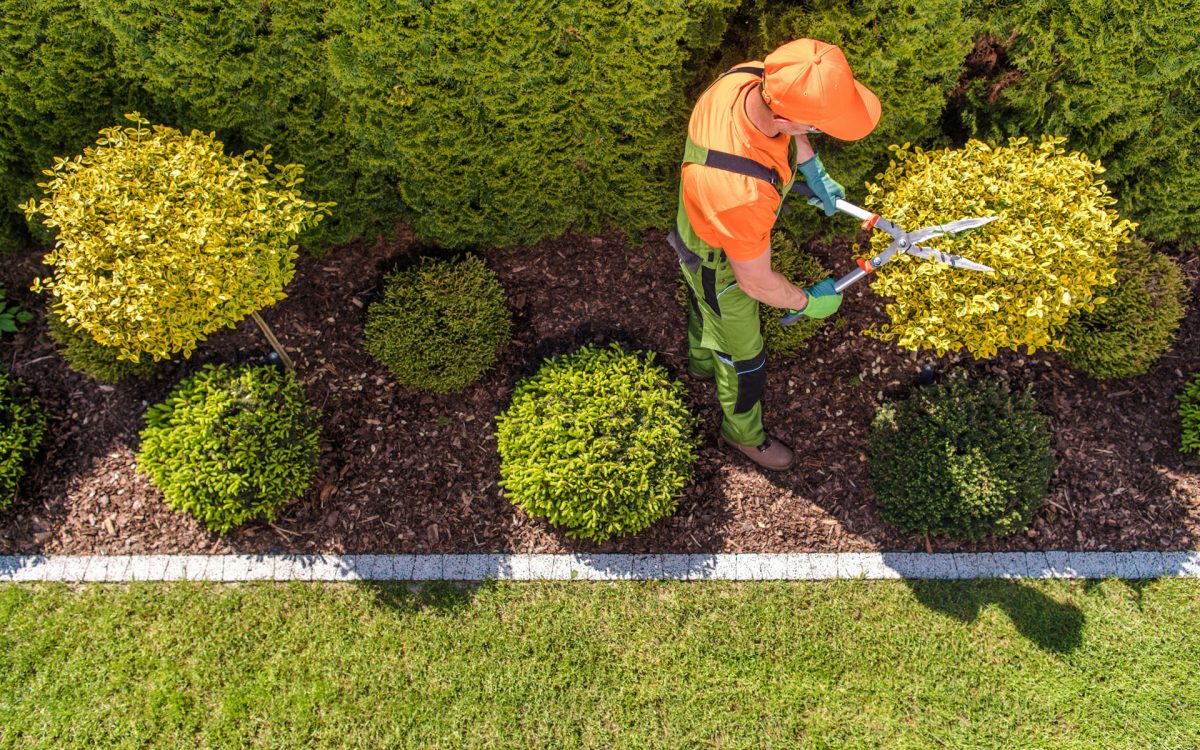 Plantation d'une haie par un jardinier paysagiste dans le Val-d'Oise (95)