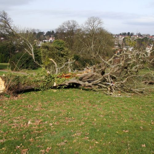 abattage-arbre-val-d-oise